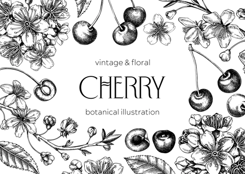 Berry fruit background. Cherry berries, leaves, flowers sketches. Cherry blossom hand-drawn vector illustration. Floral frame design. NOT AI genereted